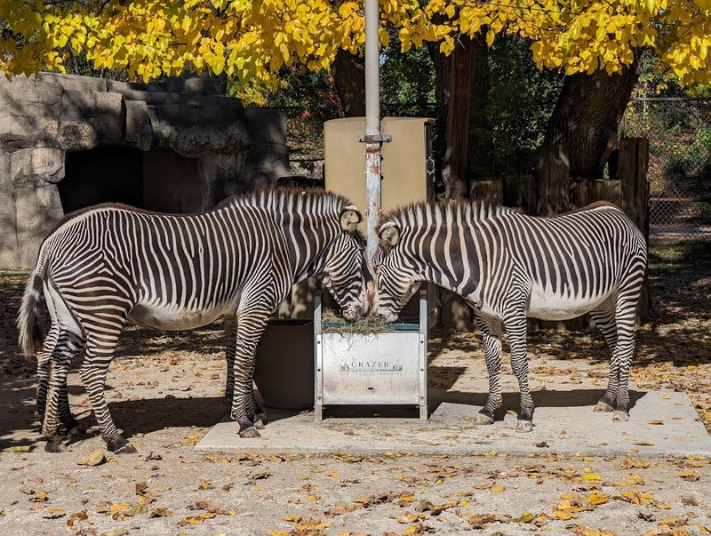 Brookfield Zoo Chicago, Brookfield