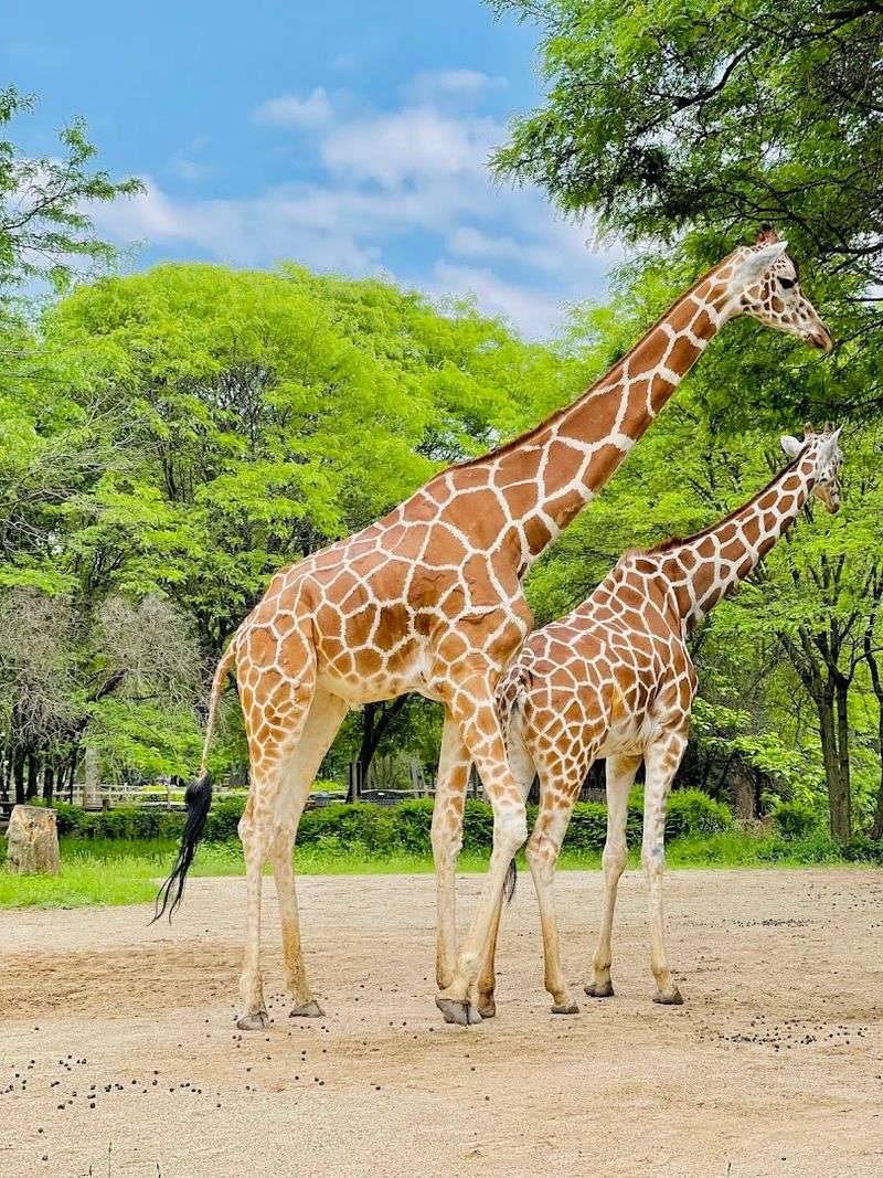Getting Close To Giraffes