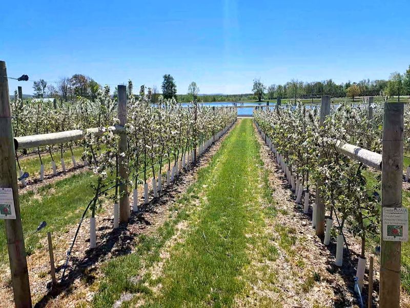 Lakeland Orchard & Cidery