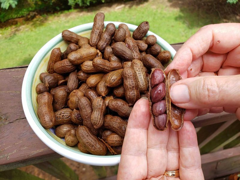 Boiled Peanuts: Roadside Treasure