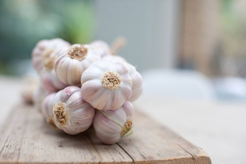 Garlic: The Medicinal Bulb
