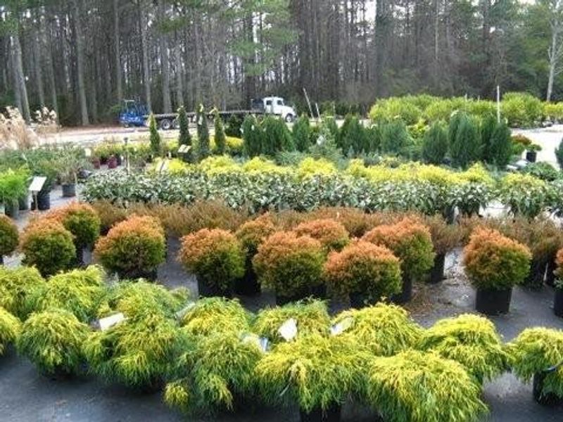Buck Jones Nursery