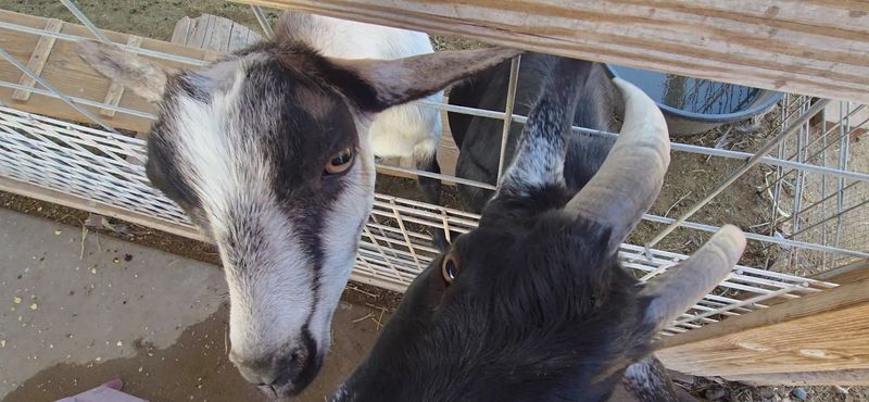 Buckets Of Feed Turn Kids Into Instant Farmhands