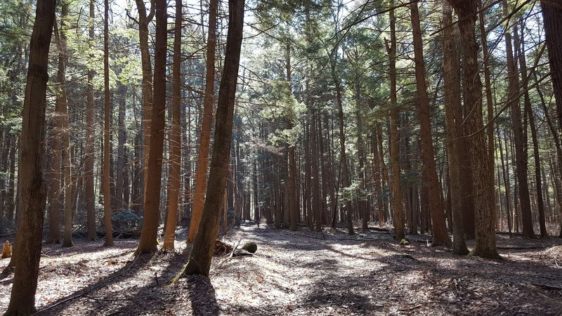 Bucktail State Park Natural Area Is Mostly A Preserved Wilderness