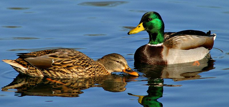 Nature's Reality Show