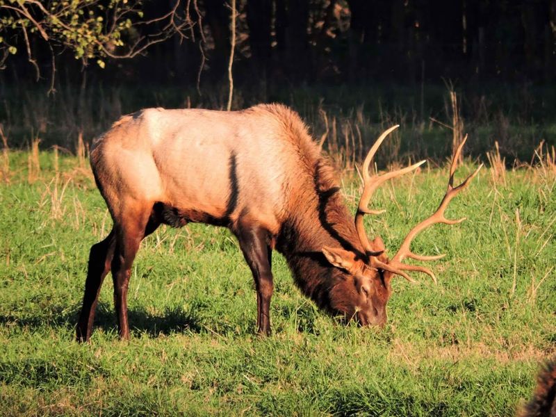 Ponca And The Elk Capital Of Arkansas