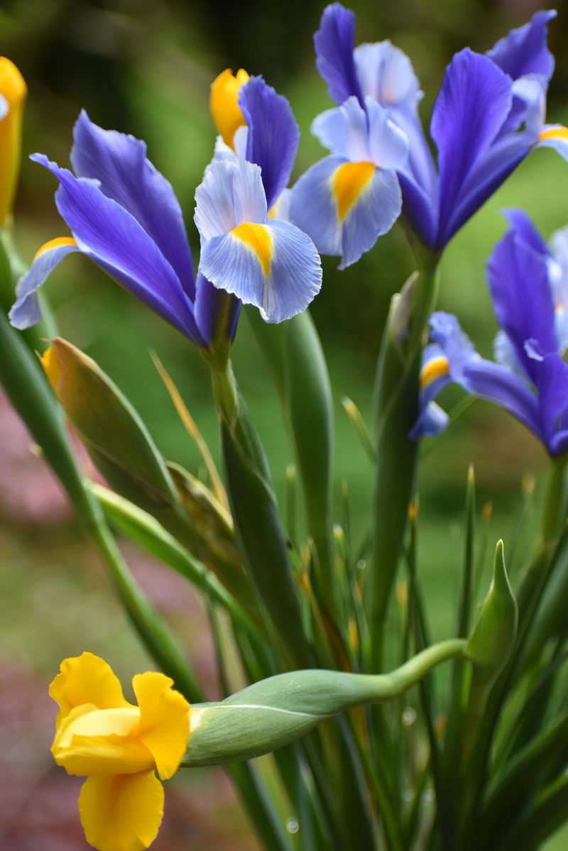 Mountain View Iris Festival, Mountain View