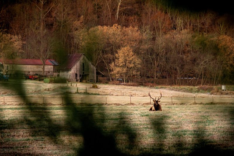 Free Roaming Elk Herds In Open Pastures At Dawn