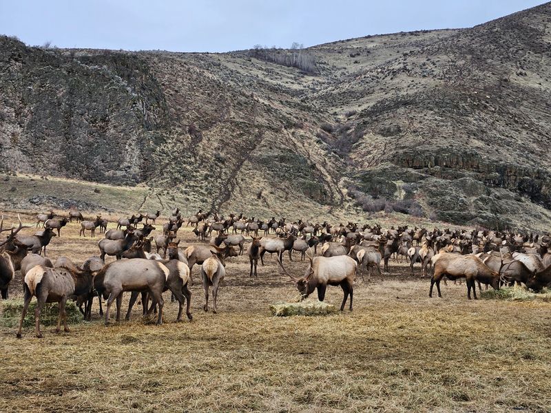 Bull Elk and Their Show-Stopping Antlers