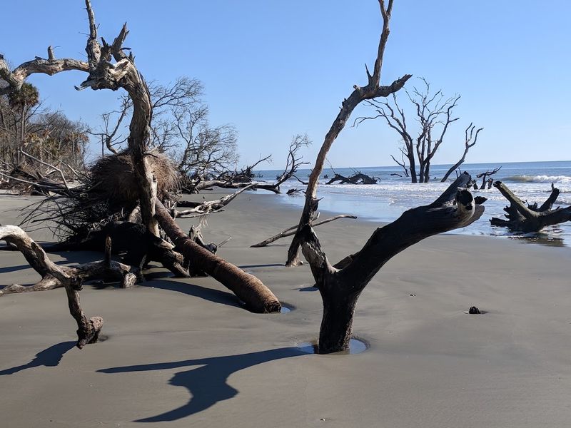 Bulls Island, Cape Romain National Wildlife Refuge, Awendaw