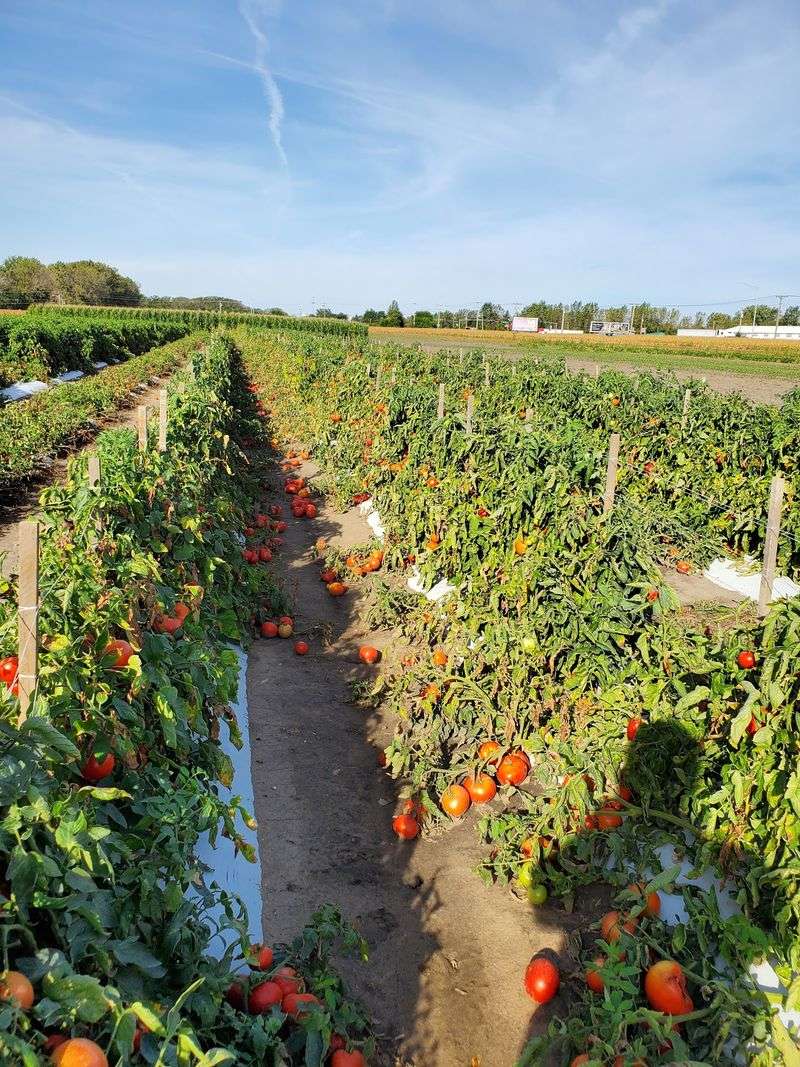 Bultema's Farmstand & Greenhouse (Lynwood, IL) Bultema's Farmstand & Greenhouse (Lynwood, IL)
