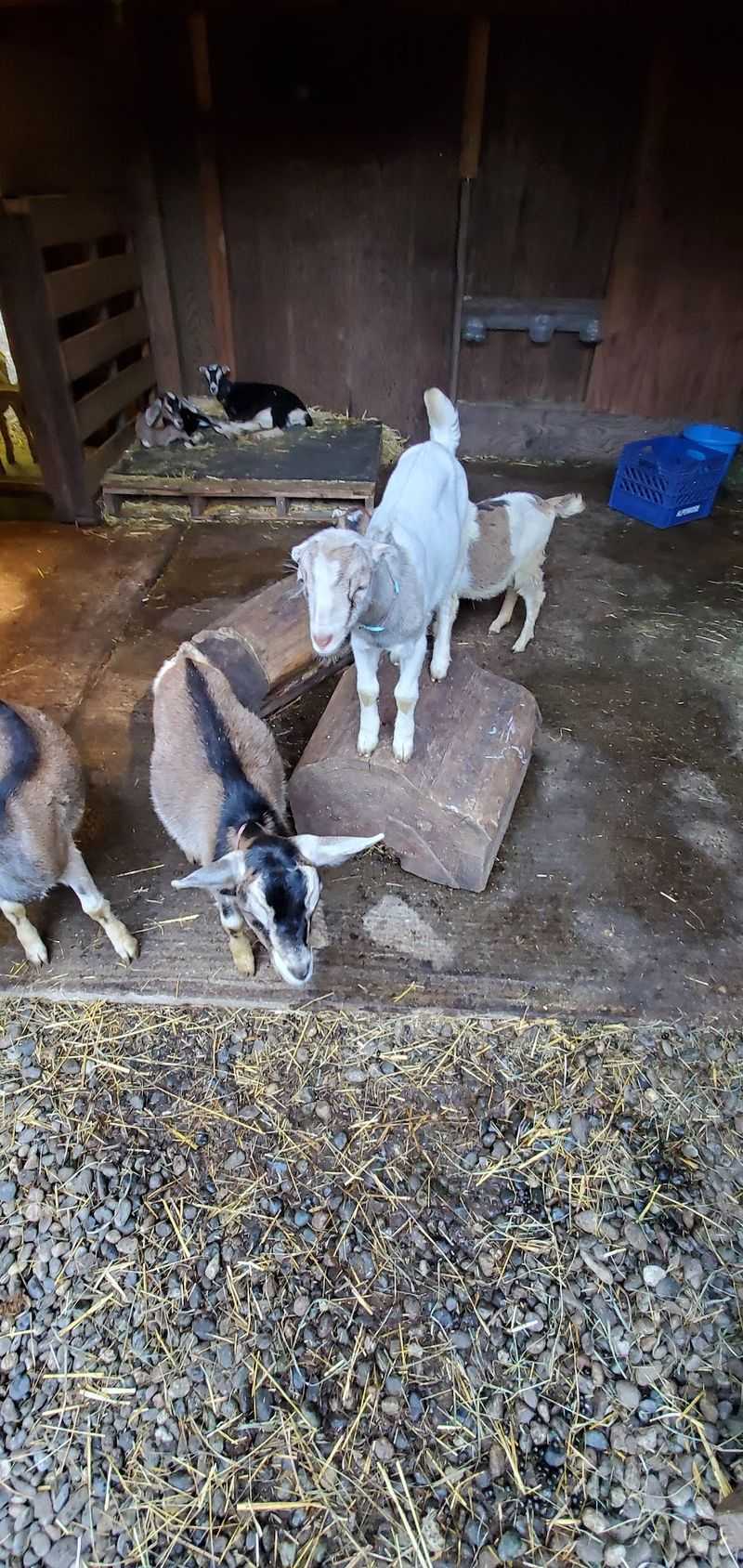 Bunnies, Farm Dogs, and a Laid-Back Atmosphere Bunnies, Farm Dogs, and a Laid-Back Atmosphere