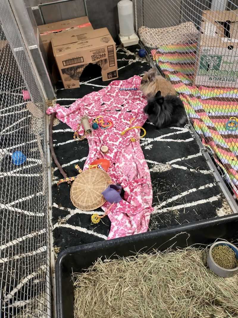 Bunny Bonding, Matchmaking Style Bunny Bonding, Matchmaking Style