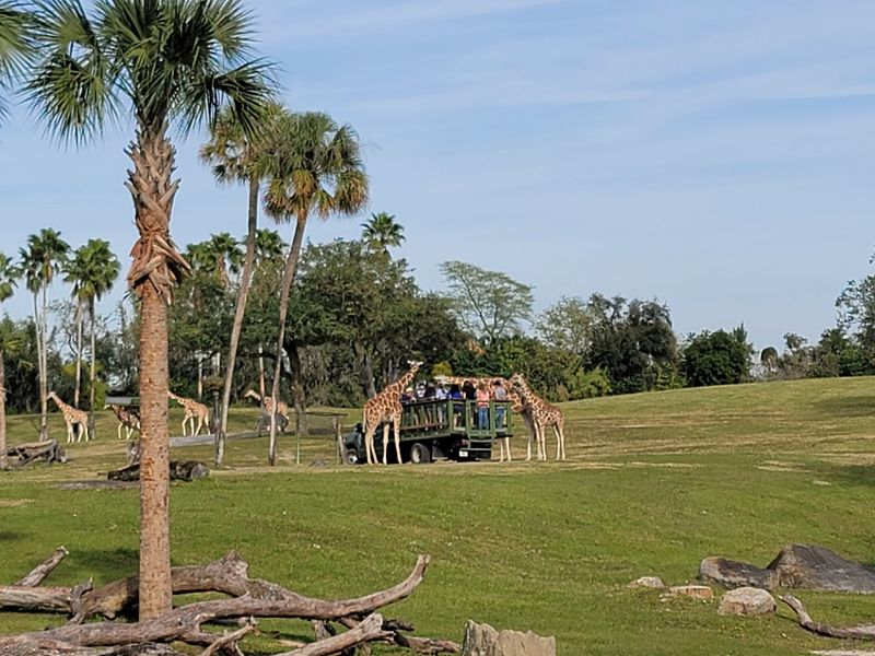 Busch Gardens Tampa Bay: Serengeti Safari