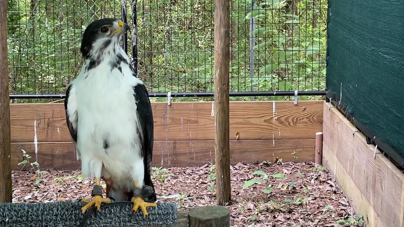 North Florida Wildlife Center