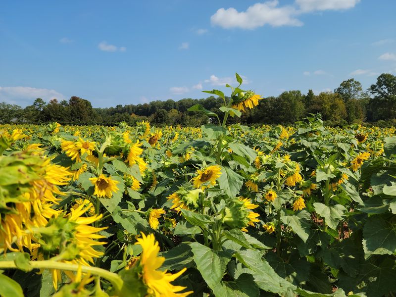 Bush-N-Vine Farm, York
