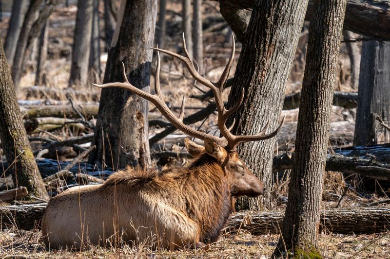 Busse Forest Elk Pasture, Elk Grove Village