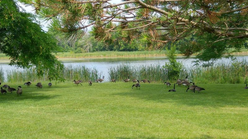 Busse Woods Trail System, Elk Grove Village / Schaumburg Area