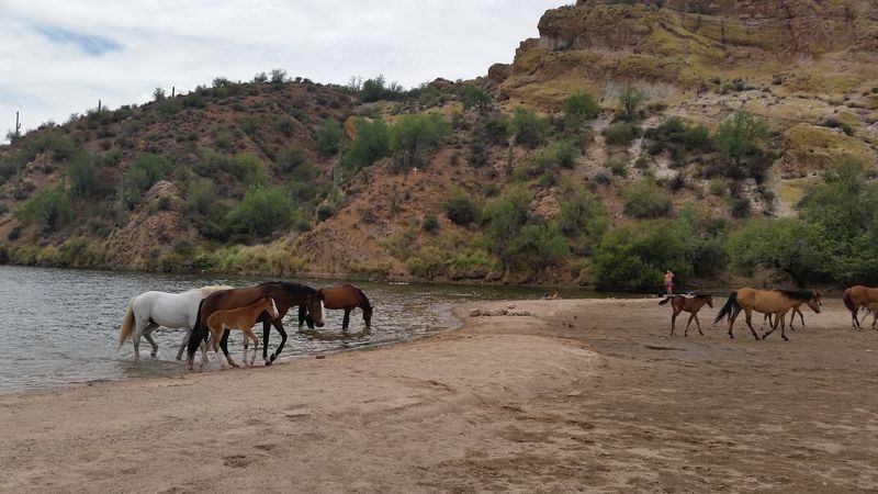 Butcher Jones Beach, Saguaro Lake