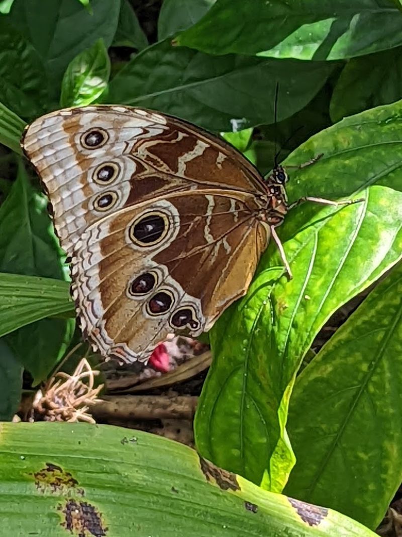 Butterflies Can Actually Land On You
