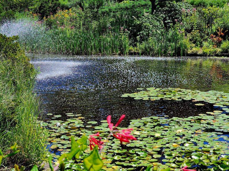 Butterflies, Pollinators, And Birds