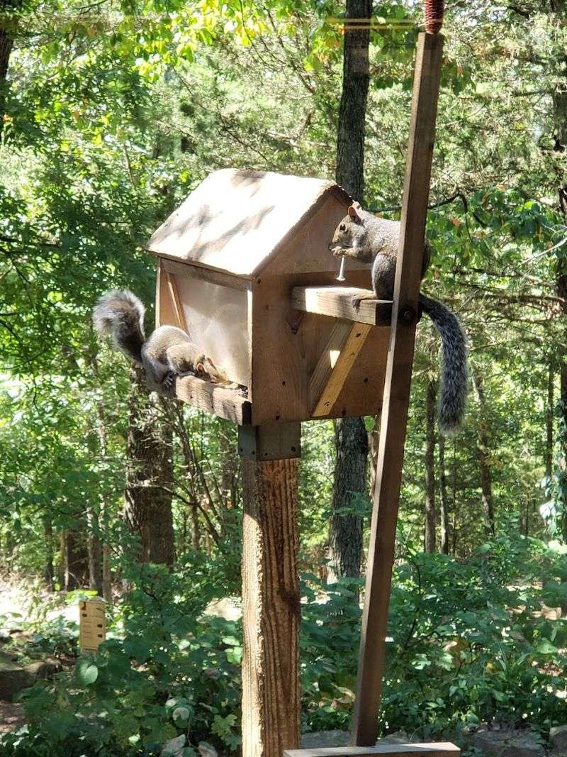 Wildlife Viewing Along The Meal