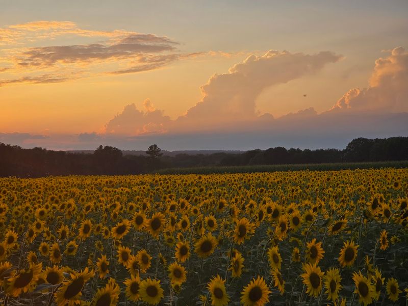 Buttonwood Farm