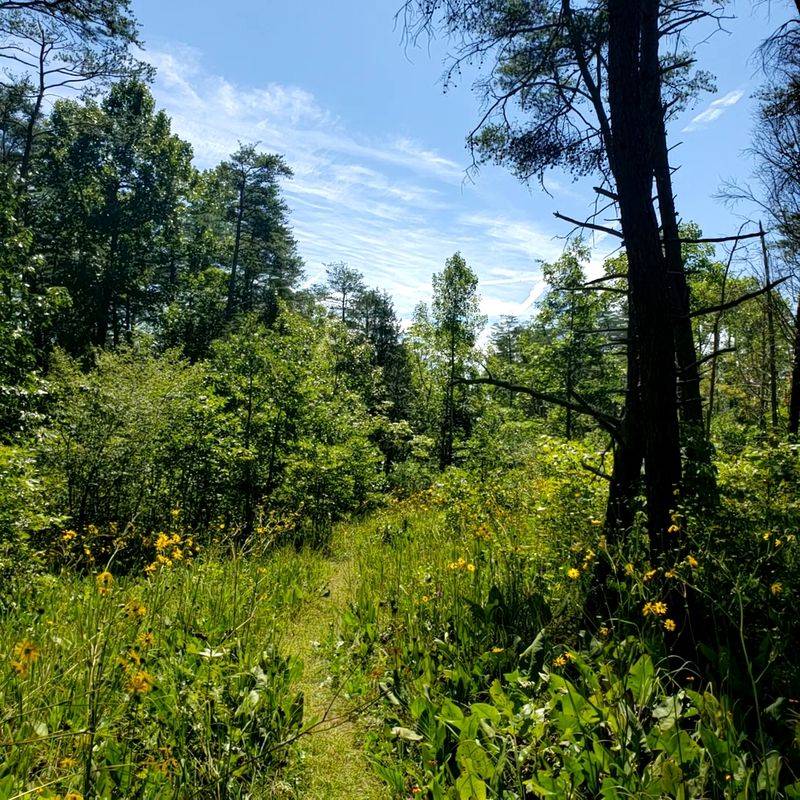 Lynx Prairie Loop – Edge of Appalachia Preserve, Near Lynx