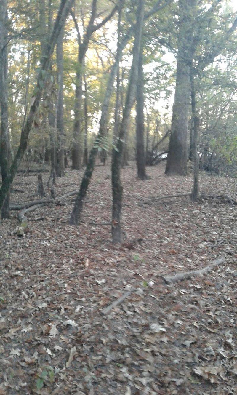 Cache River National Wildlife Refuge, Augusta