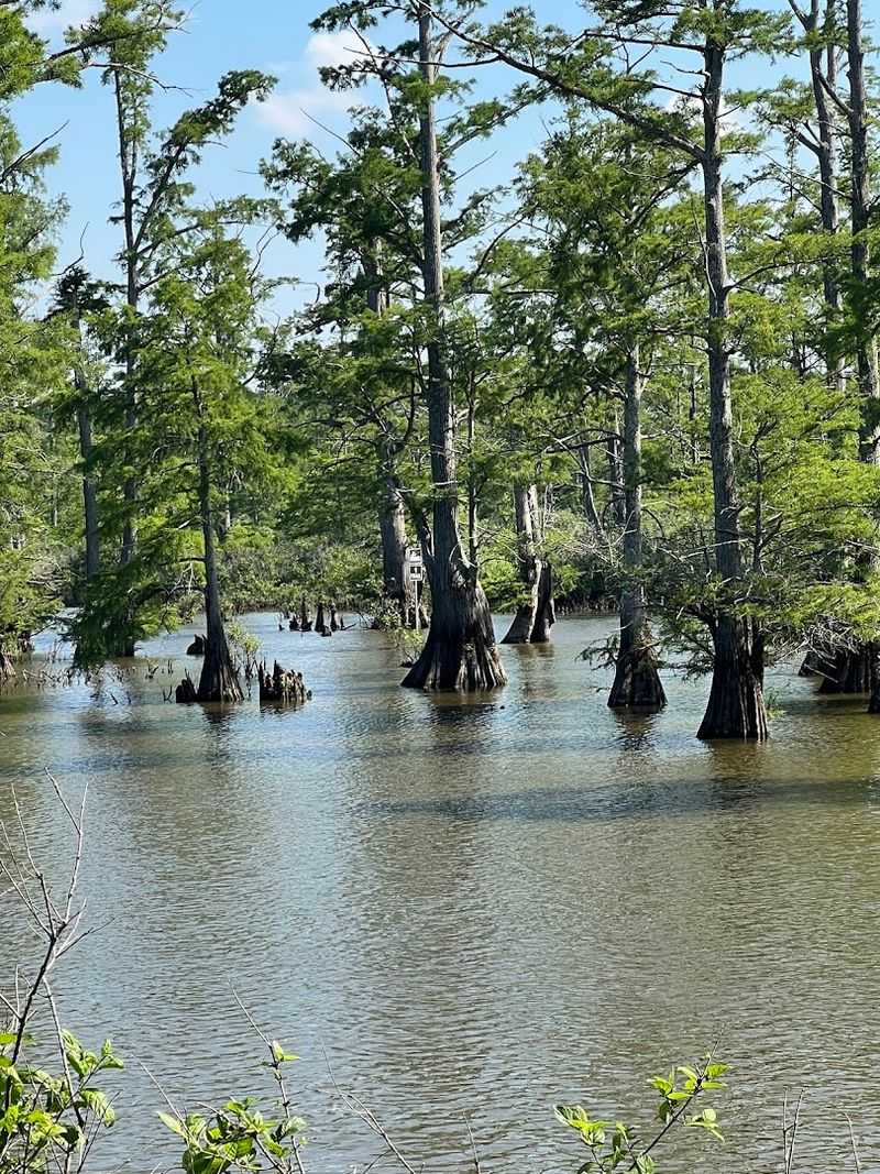 Cache River State Natural Area, Belknap
