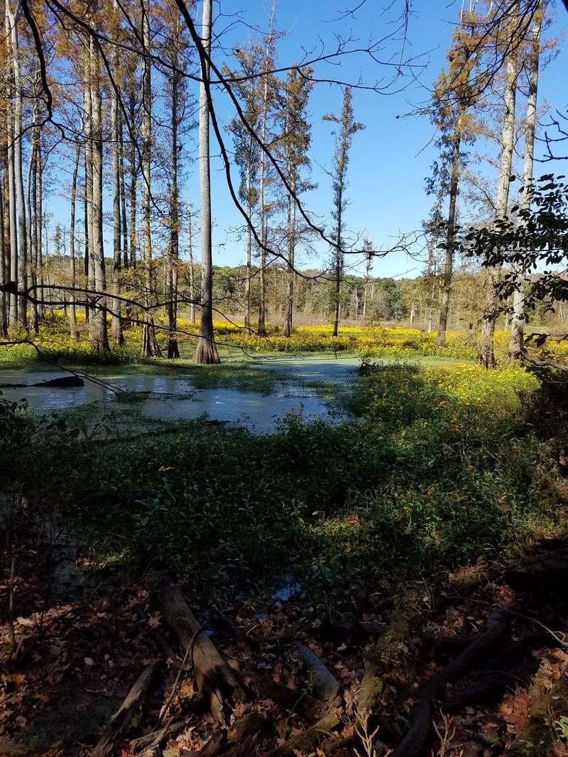 Cache River State Natural Area