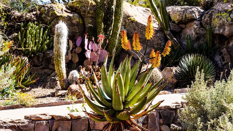 Cacti From Around The World Cacti From Around The World