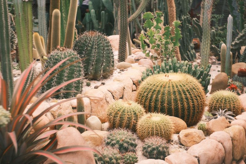 Cacti, Succulents, And Desert Beauties