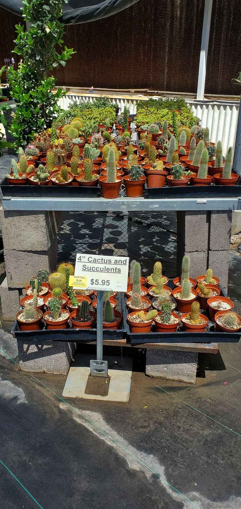 Cacti, Succulents, And Desert Plants That Actually Thrive