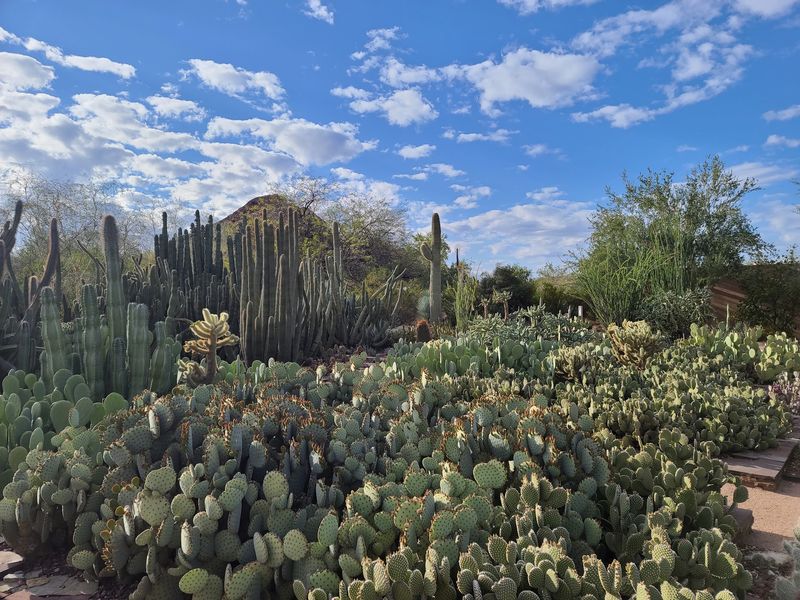 Cacti and Agave Beyond Counting Cacti and Agave Beyond Counting