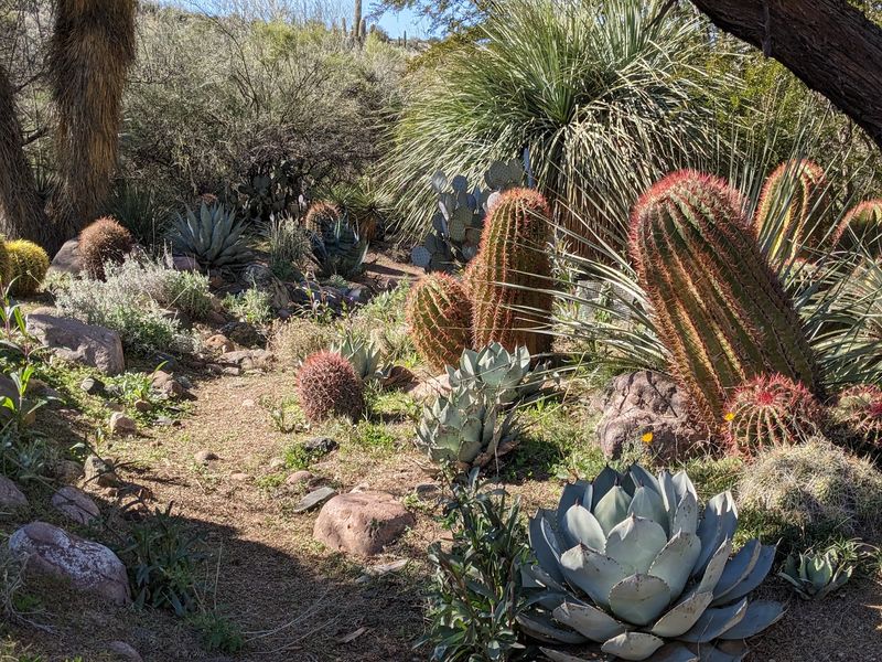 Cacti and Succulents From Around the World Cacti and Succulents From Around the World