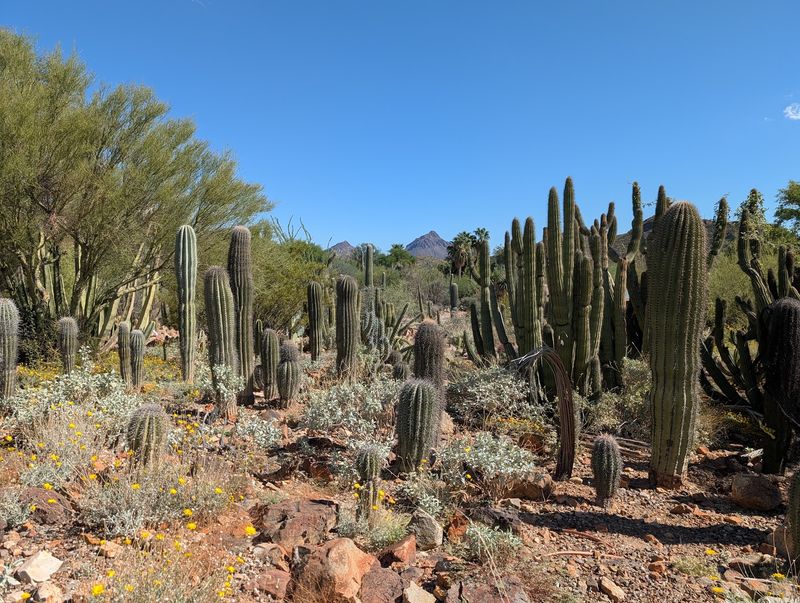 Cactus Gardens and Saguaro Secrets