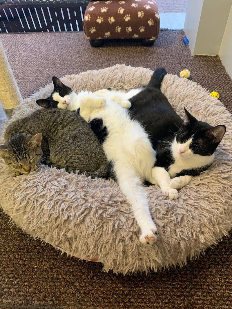 Cage-Free Living, Kitty Style