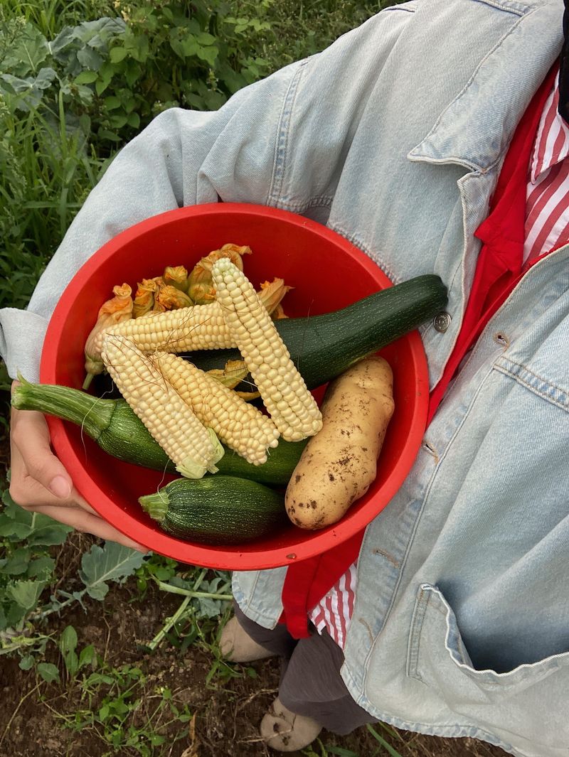Calabacitas Calabacitas