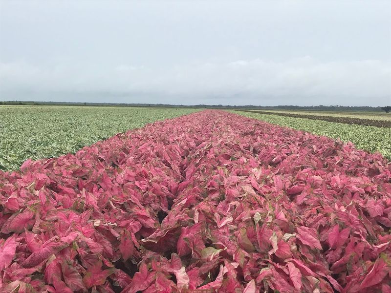 Caladium Festival, Lake Placid