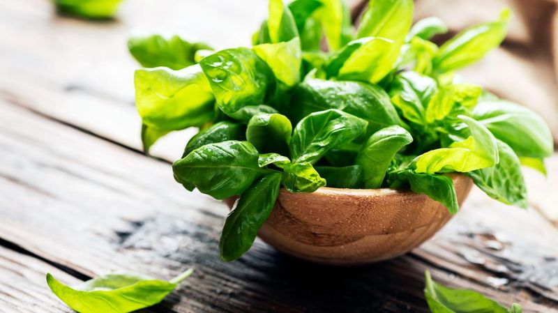 Basil: The Aromatic Kidney Defender