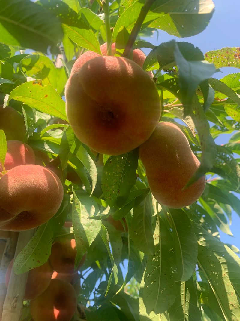 Call Ahead For Peaches And Stone Fruit