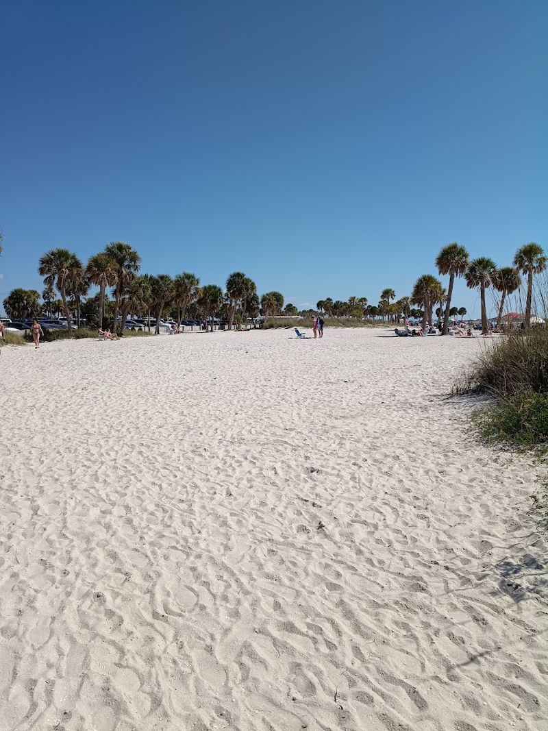 Dolphin Spotting From The Shore