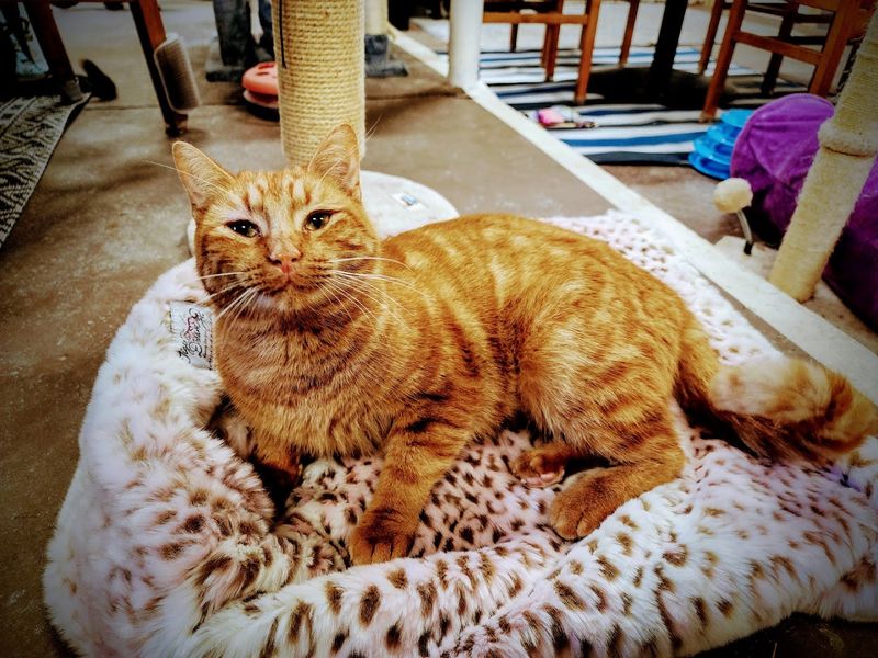 Friendly Temperaments Make Interaction Easy