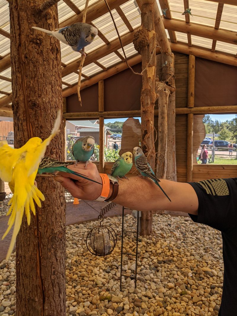 Parakeet Aviary: Color You Can Hold