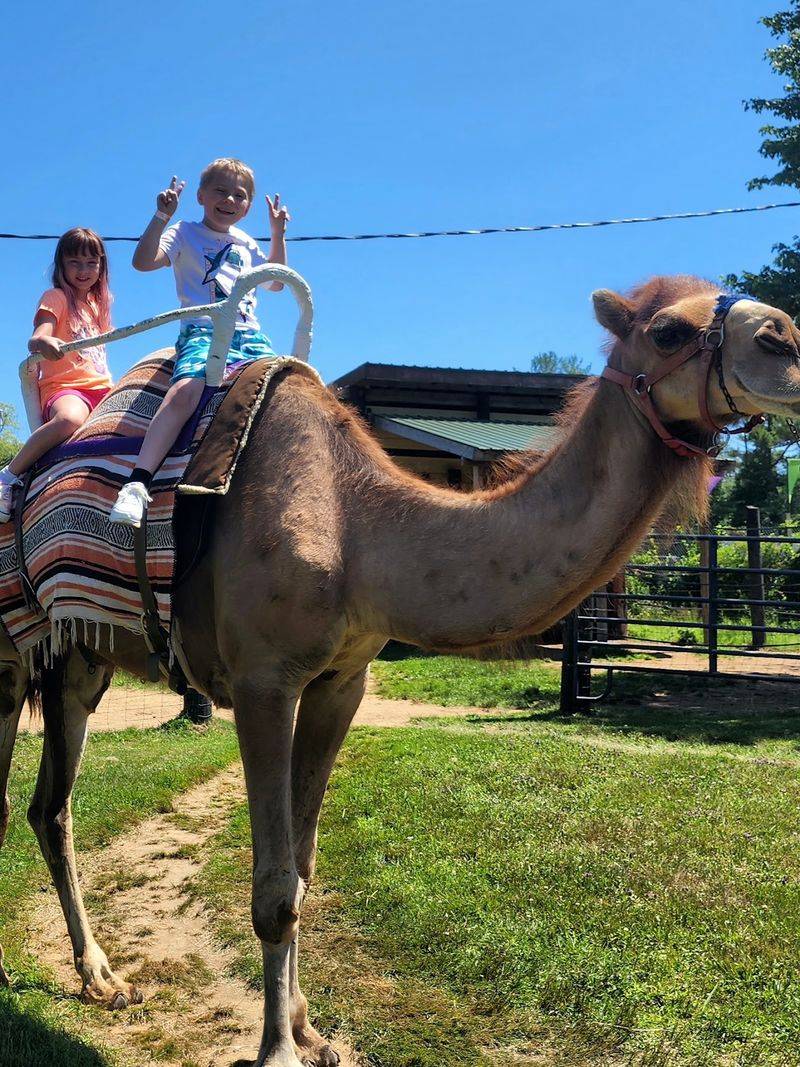 Camel Rides And Pony Fun