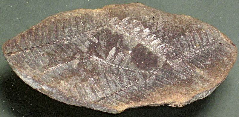 Mazon Creek Fossil Beds