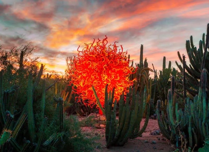 Desert Botanical Garden After Dark, Phoenix