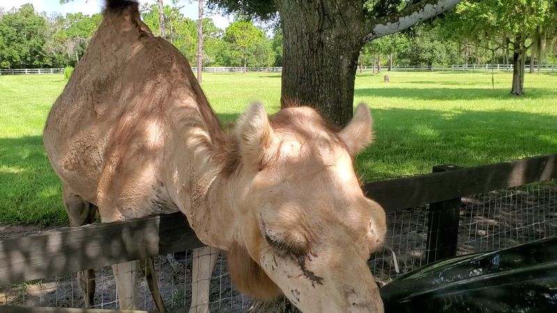 Camels And Horses That Play Like Old Friends Camels And Horses That Play Like Old Friends