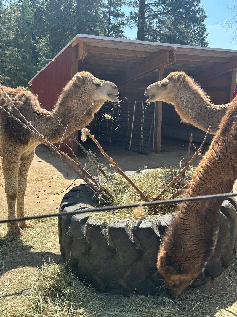 Camels, Bunnies, And A Surprise Supporting Cast